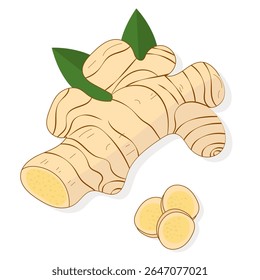 Ilustração vetorial de raiz de gengibre fresco com folhas verdes, com parte cortada e ​​pedaços, em fundo branco. Ideal para imagens culinárias, médicas ou de ingredientes.