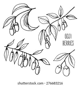 Vector illustration of fresh Goji Berries (Wolfberries) with leaves on white background. Hand drawn sketch of goji berries. Health and nature