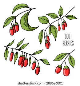 Vector illustration of fresh Goji Berries (Wolfberries) with leaves on white background. Hand drawn sketch of goji berries