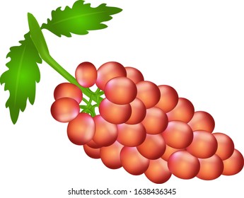 Vector illustration of fresh grapes isolated on white background. Natural and healthy food.