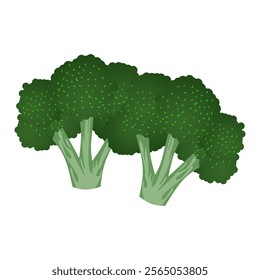 Vector illustration of fresh green broccoli in a clean, minimalist style. Showcasing detailed florets and a sturdy stem, ideal for healthy eating concepts, food-related designs, recipe graphics