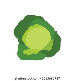 Ilustração vetorial do repolho verde fresco