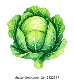 Ilustração vetorial de uma cabeça de repolho verde fresca com folhas detalhadas. Adequado para projetos de alimentos saudáveis, produtos agrícolas, menus vegetarianos, embalagens e conteúdo nutricional
