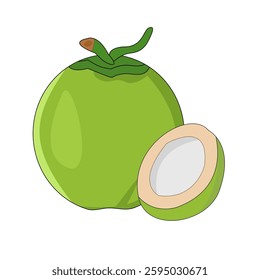 vector illustration of fresh green coconut fruit .isolated background