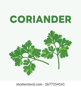 Vector illustration of fresh green coriander leaves.
