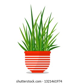 Vector illustration of fresh green grass in a pot isolated on white background. Potted plant in container for house decoration.