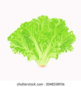 Vector illustration fresh green lettuce on white background