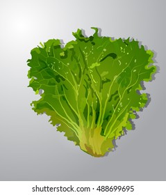 Vector illustration of fresh green lettuce