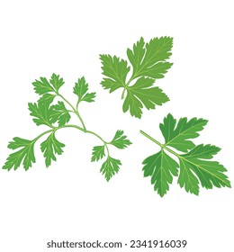 Vector illustration of fresh green plant, nutritious, tasty green parsley. Vegetables herb ingredients in flat cartoon style. Elements for logo, label, clipart, etc.