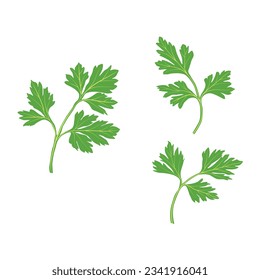 Vector illustration of fresh green plant, nutritious, tasty green parsley. Vegetables herb ingredients in flat cartoon style. Elements for logo, label, clipart, etc.