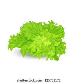 Vector illustration of fresh green salad on the white background
