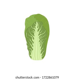 Vector illustration of fresh green salad, chinese nappa cabbage isolated on white background. Cartoon style lettuce or Wombok for icon, vegetarian menu, farmer market. Healthy food, organic vegetable.