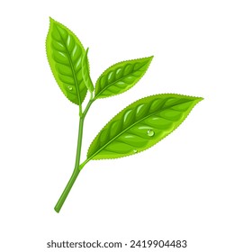 Vector illustration, fresh green tea leaves, scientific name camellia sinensis, isolated on white background.