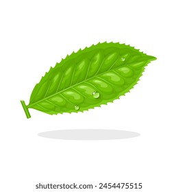 Vector illustration, fresh green tea leaves, scientific name camellia sinensis, isolated on white background.
