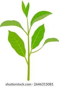 Vector illustration of fresh green tea leaves sprouting with a natural and healthy look