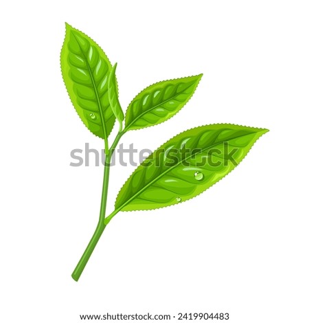 Vector illustration, fresh green tea leaves, scientific name camellia sinensis, isolated on white background.