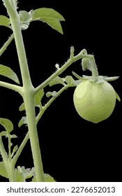 vector illustration of fresh green tomatoes on a tree
