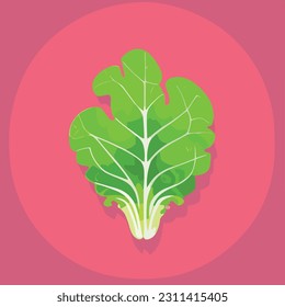 Vector illustration of fresh and juicy cabbage