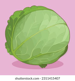 Vector illustration of fresh and juicy cabbage