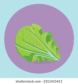 Vector illustration of fresh and juicy cabbage