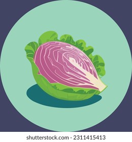 Vector illustration of fresh and juicy cabbage