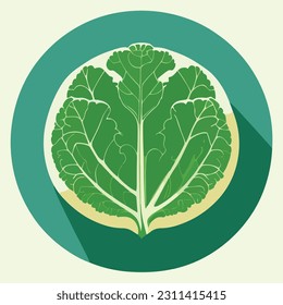 Vector illustration of fresh and juicy cabbage