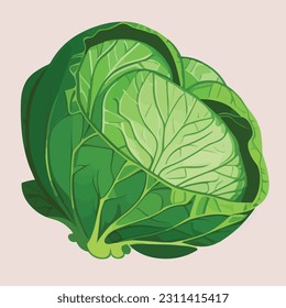 Vector illustration of fresh and juicy cabbage