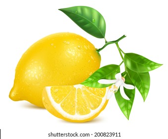 Vector illustration of fresh lemons with leaves and lemon blossom.