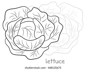 vector illustration of a fresh lettuce head