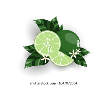 Vector illustration of Fresh limes and slices with leaf, flower isolated on white background. Citrus fruit in flat design.