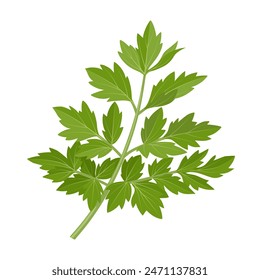 Vector illustration of fresh Lovage, scientific name Levisticum officinale, isolated on white background.