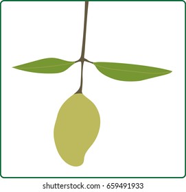 Vector illustration of fresh mango fruit isolated on white background 