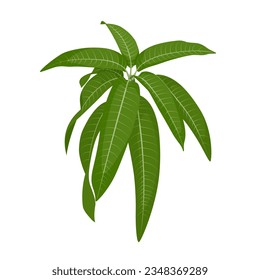 Vector illustration, fresh mango leaf, isolated on white background.