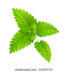 Vector illustration. Fresh mint isolated on a white background. EPS10.