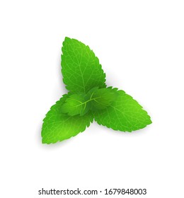 Vector illustration. Fresh mint leaves on white background.