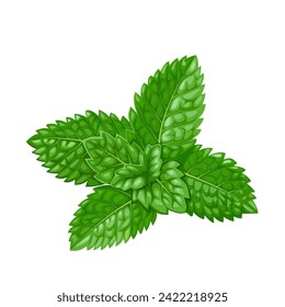 Vector illustration, fresh mint leaves, isolated white background.