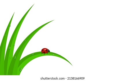 Vector illustration of fresh morning dew and ladybug on the grass, isolated on a white background, as a template or background, welcome to spring. svg