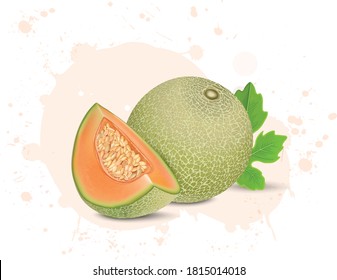 vector illustration of fresh muskmelon with muskmelon slice