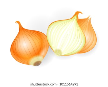 Vector illustration. Fresh onion bulbs on white background. Top view. 