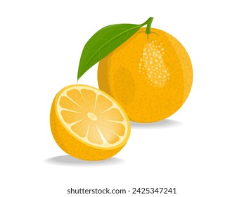 Vector illustration fresh orange fruit with shadow. Image orange and orange slice on white background.