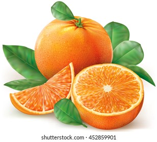 Vector illustration fresh oranges fruits with leaves