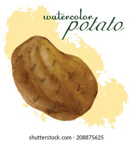 Vector illustration of fresh organic watercolor potato
