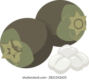 Vector Illustration of Fresh Palmyra Palm Fruits and Ice Apple Seeds Isolated on White Background