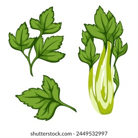 Vector illustration of fresh parsley, isolated on white, ideal for culinary designs.