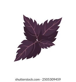 Vector illustration of fresh purple basil leaves, perfect for culinary and botanical themes.