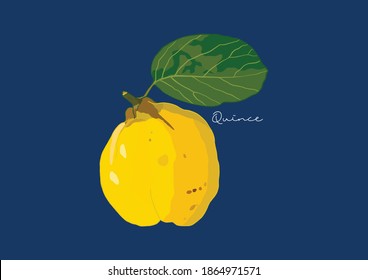 Ilustración vectorial de Quince fresco, fruto