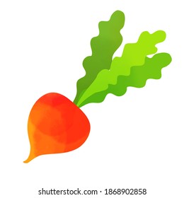 Vector illustration of a fresh radish on white background