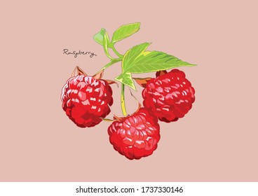 Vector Illustration of fresh Raspberry with leaves