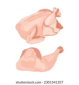 Vector illustration of fresh raw chicken and chicken parts isolated on white background. Breast, wings and legs. Baked raw whole chicken meat