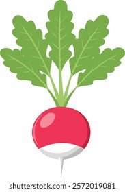 Vector illustration of a fresh red radish with a white tip and vibrant green leaves, designed in a clean, minimalistic, and colorful cartoon style